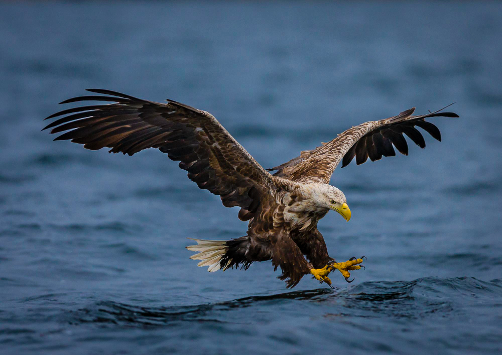 Águila Pescadora