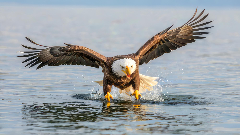 Águila Pescadora